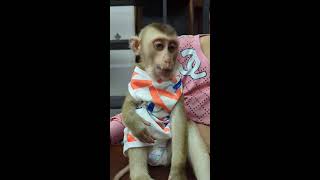 Today Mom Made Chicken soup to Provide Nutrition for Monkey Bryan😍🙉 monkey cutemonkey monkeylove [upl. by Enyala]