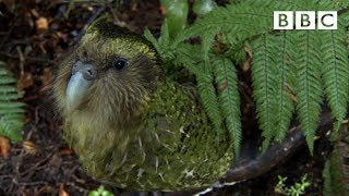 The cute and clumsy flightless parrot  Natural World Natures Misfits  BBC [upl. by Ahseret]