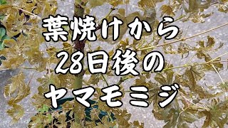 葉焼けから28日後のヤマモミジの様子 [upl. by Sayre]