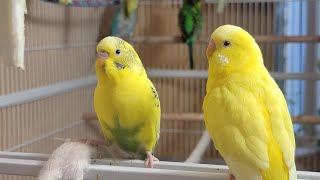 12 Hr Happy Singing amp Eating Parakeet Budgies Birds Reduce Stress of Lonely Quiet Birds [upl. by Hoffarth]