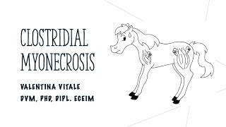 Clostridial myonecrosis in horses  Vet students [upl. by Aicnetroh]