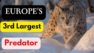 5 Surprising Facts about Eurasian Lynx Lynx Cat [upl. by Anyotal259]