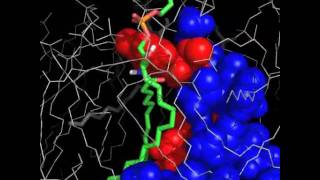 Molecular recognition of a single sphingolipid species by a proteins transmembrane domain [upl. by Dukie]