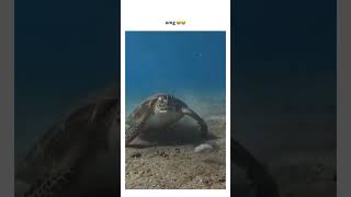 Poor turtle getting trolled they like man what did I just eat [upl. by Leirbma184]