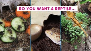 Caring For Reptiles  Day to Day Maintenance [upl. by Eyaf]