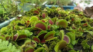 Venus fly trap Repotting Maintenence and Propagation Tagalog [upl. by Siuqaj]