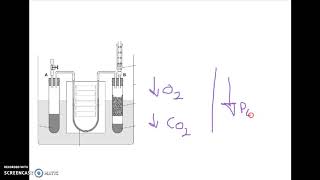 AQA A LEVEL BIOLOGY REQUIRED PRACTICAL 9 RESPIRATION [upl. by Nawor]