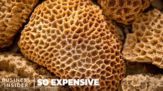 Why Sea Sponges Are So Expensive  So Expensive [upl. by Manoop]