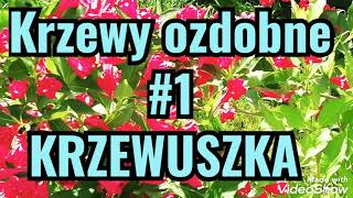 Krzewy ozdobne KRZEWUSZKA ogrodtuitam2736 [upl. by Barber]