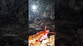 WARNING LIVE FEEDING Centipede devours pinkie mouse [upl. by Nosyrb389]