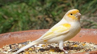 Kanarienvogel Gezwitscher Gesang [upl. by Tobiah]