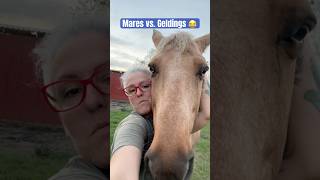 Mares vs Geldings 😂😂🤣 need a gelding animalranchcare horse animalchiropractic mares [upl. by Alejoa638]