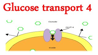 Glucose transporter 4 activity [upl. by Jonna]