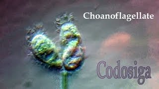 Choanoflagellate Codosiga mix [upl. by Yeleak]