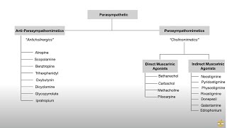 Autonomic Nervous System Pharmacology Receptors and Physiology [upl. by Ahsirt]