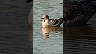 Herring gull at Filey Dams Nature Reserve yorkshirewildlifetrust [upl. by Enaxor153]