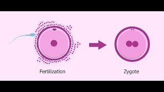 What is Zygote   Essential Science  Terms [upl. by Kilbride970]