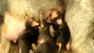 Segugio Italiano puppies [upl. by Pontias720]