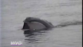 North Atlantic Right Whale Narrowly Misses Eating Plastic [upl. by Tannie]