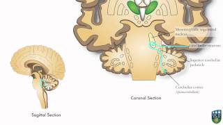 AXON Trigeminocerebellar Pathway Unconscious Proprioception from Face 9 of9 [upl. by Niatsirt330]