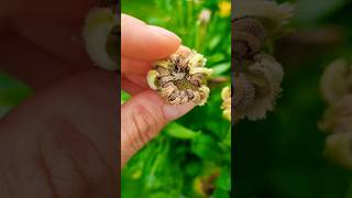 Reminder  jetzt Saatgut ernten 🌼🌱 calendula seedsaving gärtnern saatgut gardeningtips garten [upl. by Landon]