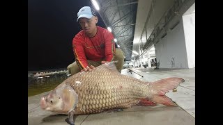 Umpan pancing ikan Siamese carp amp Mekong di Natural exotic [upl. by Ettenej]