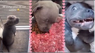 Best Staffordshire Bull Terrier Funny Compilation Videos  Try not to Laugh 😂  Fluffyfun [upl. by Drews]