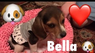 Our New Beagle Puppy Pet Store Visit For Toys Haul [upl. by Euseibbob]