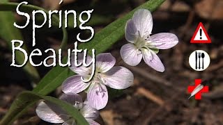 Spring Beauty Edible Medicinal amp Cautions [upl. by Clementas]