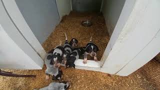 Bluetick Coonhound puppies 4 weeks old [upl. by Yngad717]