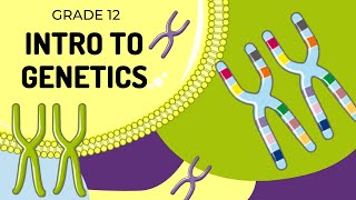 EASY TO UNDERSTAND  INTRO TO GENETICS [upl. by Elokkin]