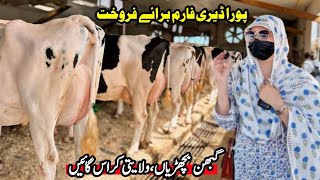 Subhan Dairy Farm  Cows Sale In Punjab  Pregnant Heifers  Sasta Farm  Pk Janwar Mandi [upl. by Adnarym307]