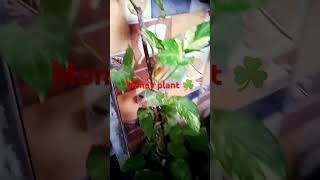 Money plant kaise lagae How to grow money plant moneyplant greenplant garden [upl. by Lemaceon638]