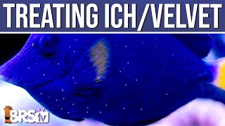 Ich or Marine Velvet in Your Reef Tank Easy Steps to Treat Saltwater Fish Disease Ep 10 [upl. by Eanel]