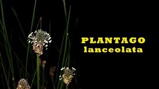 Plantago lanceolata • Spitzwegerich • time lapse • trilingual [upl. by Piks]