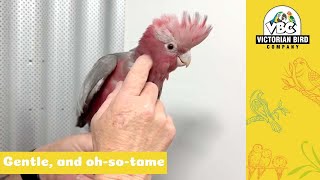 Arriving Soon HandReared Super Tame Baby Galahs  Victorian Bird Co [upl. by Nies697]