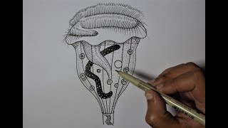 How to draw VORTICELLA Biology drawing [upl. by Nellaf176]