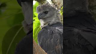 Watching rare harpy eagles in the jungles of Panama  Panama 🌎🇵🇦 [upl. by Barnaby563]