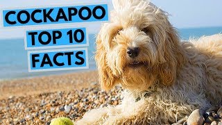 Cockapoo  TOP 10 Interesting Facts [upl. by Idnahk399]