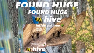 SUPRISE 👀 BEE 🐝 HIVE in oak tree 🌳 [upl. by Gussy]