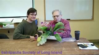 Joe Shows Leve how to do a Streptocarpus Crown Division [upl. by Theresita]