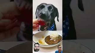 dog mukbang eatingshow eatingsounds eating pets animals [upl. by Gannie25]