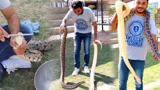 MERA SNAKE BEEMAAR HOGYA 😫 PYTHONS Respiratory INFECTION and cure in Hindiurdu [upl. by Arsi]