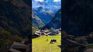 Sound of cowbells in Swiss countryside switzerland [upl. by Lennie]