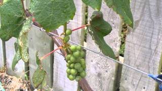 grapes for growing VIDEO [upl. by Ivetts296]