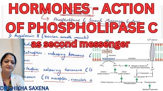 Hormones Action of Phospholipase C as second messenger [upl. by Jangro630]