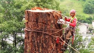 Sequoia 46 mt abbattimento controllato tree climbing controlled cut down big tree [upl. by Dan]