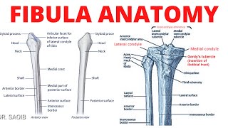 Fibula Anatomy [upl. by Arahsak475]