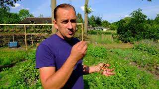 Chef Jan Sobecki of 2 star restaurant Tribeca Heeze presents his garden [upl. by Ricky56]