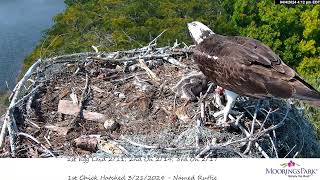 Moorings Park Osprey 04042024 1602 [upl. by Aima867]